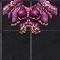 Divine Armor +7